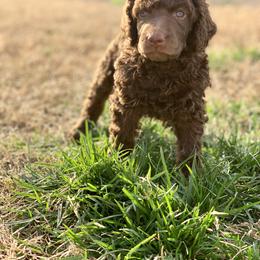 Poodle Puppies from Cosmic Caliber Standard Poodles