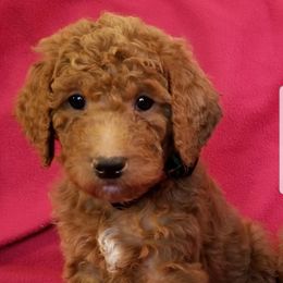 Goldendoodle Puppies from Wisconsin Doodle Dog (of La Crosse)