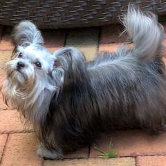 Mi-Ki Puppies from Rare Gem Mi-Ki’s LTD