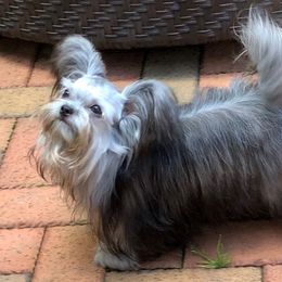 Mi-Ki Puppies from Rare Gem Mi-Ki’s LTD