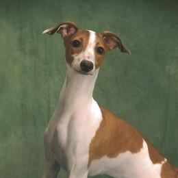 Lexie - Italian Greyhound
