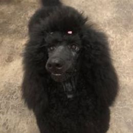 Violet - Poodle