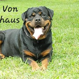 Odessa Von Ballardhaus  - Rottweiler