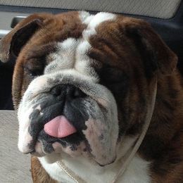 Mattie - Bulldog