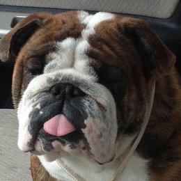 Mattie - Bulldog