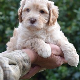 Labradoodle Puppies from Ocean View Labradoodles