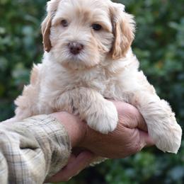 Labradoodle Puppies from Ocean View Labradoodles
