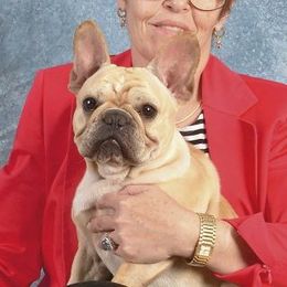 Milo - French Bulldog