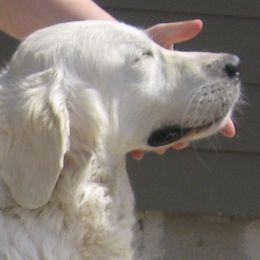 Golden Retriever adult dog