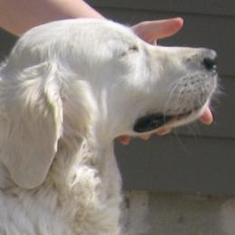 Golden Retriever adult dog