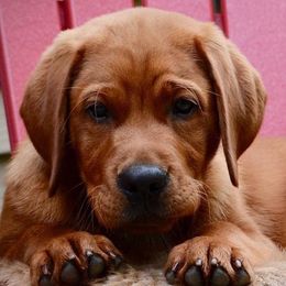 Laurkim Labradors breeder of Labrador Retriever