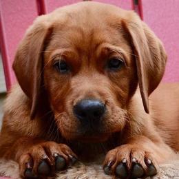 Laurkim Labradors breeder of Labrador Retriever