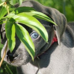 Weimaraner Puppies from Boonieland Kennels