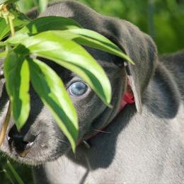 Weimaraner Puppies from Boonieland Kennels