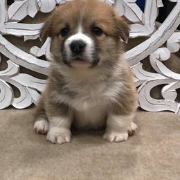 French Bulldog and Pembroke Welsh Corgi Puppies from Top Shelf Corgis and Frenchies