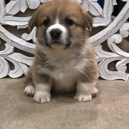 French Bulldog and Pembroke Welsh Corgi Puppies from Top Shelf Corgis and Frenchies