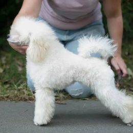 Polly - Poodle