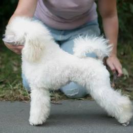 Polly - Poodle