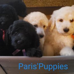 Poodle Puppies from Countryside Standard Poodles