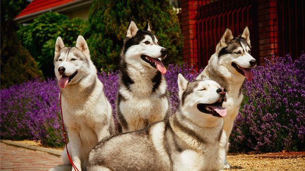 Find Siberian Husky puppies for sale near Ashburn, VA