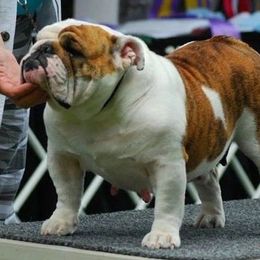 Pokee - Bulldog