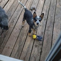 Australian Cattle Dog Puppies from Blue Coyote Ranch