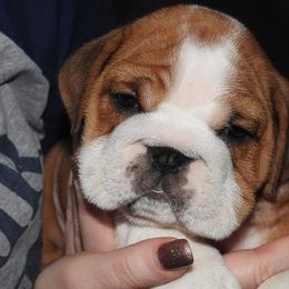 English Bulldog Puppies from OkBullieBabies