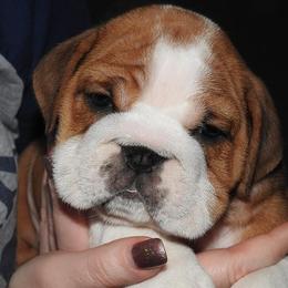 English Bulldog Puppies from OkBullieBabies