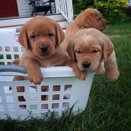 Labrador Retriever Puppies from Tall Pine Labradors LLC