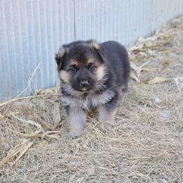 German Shepherd Puppies from Lost Creek German Shepherds LLC