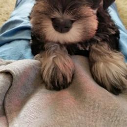 Miniature Schnauzer Puppies from Majestically Made