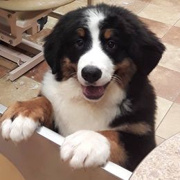 Bernese Mountain Dog Puppies from Pasch’s beautiful bernese