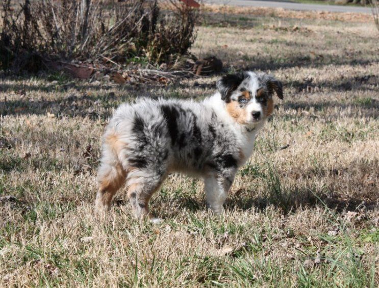 Stones river store miniature american shepherds