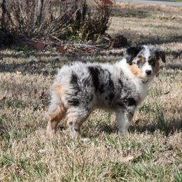 Miniature American Shepherd Puppies from Stones River Mini American Shepherds