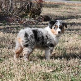 Miniature American Shepherd Puppies from Stones River Mini American Shepherds