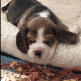 Great Dane and Beagle Puppies from Fleur de Lis