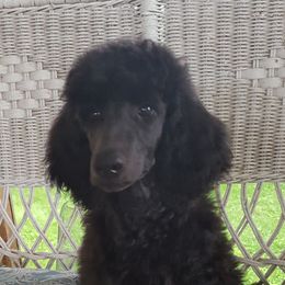 "Blue boy Yoda " Poodle Puppies from Pink Begonia Poodles