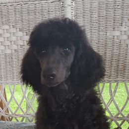 "Blue boy Yoda " Poodle Puppies from Pink Begonia Poodles