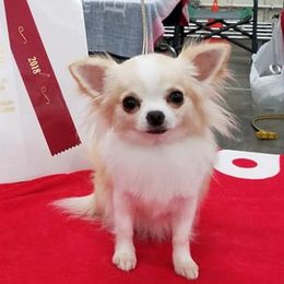 Riot - Chihuahua