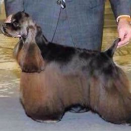 Diedre - Cocker Spaniel