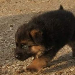 Australian Shepherd Puppies from Waldo German Shepherd Dogs
