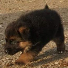 Australian Shepherd Puppies from Waldo German Shepherd Dogs