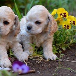 Cocker Spaniel Puppies from Windrider Kennel