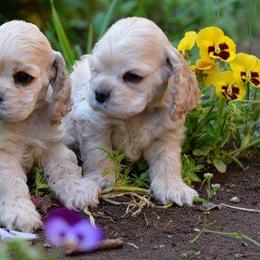 Cocker Spaniel Puppies from Windrider Kennel
