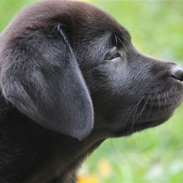 Bella Vista Labradors breeder of 