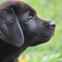 Bella Vista Labradors breeder of 