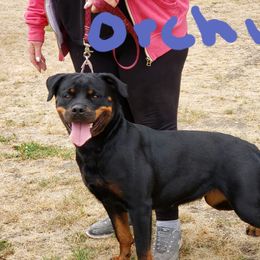 Rottweiler All Grown Up from Simms Rottweilers