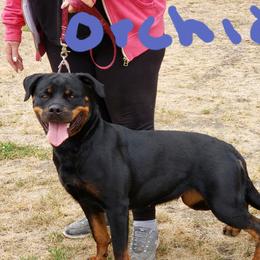 Rottweiler All Grown Up from Simms Rottweilers