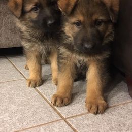 German Shepherd Puppies from Valley Shepherds LLC