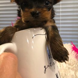 Yorkshire Terrier Puppies from Enchanted by Yorkies
